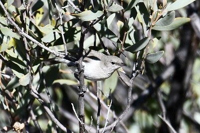 Gray Honeyeater - ML594843781