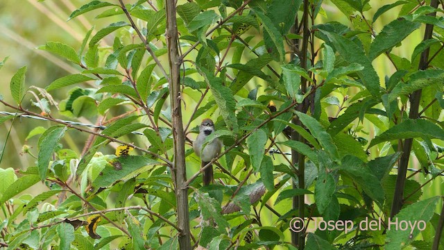 Pale-breasted Spinetail - ML594844261