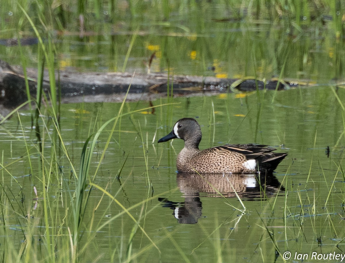 Blue-winged Teal - Ian Routley