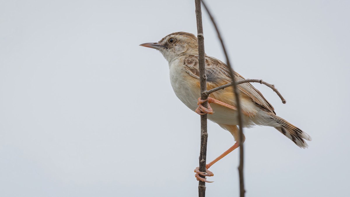 Zitting Cisticola - Asim Hakeem