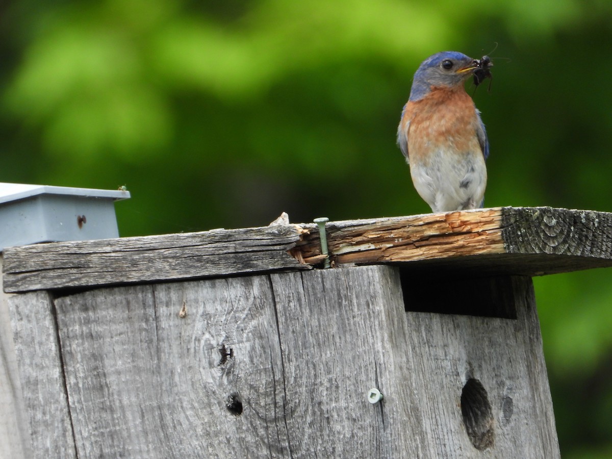 Eastern Bluebird - Edith Payette