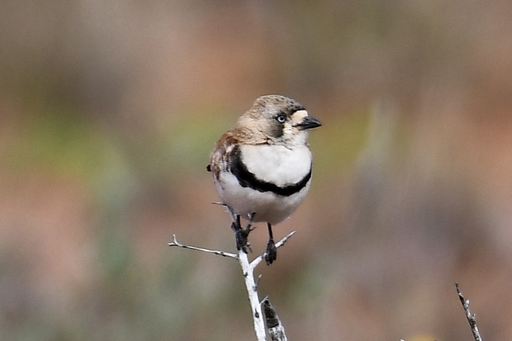 Banded Whiteface - Russell Waugh