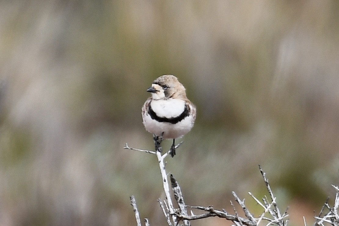 Banded Whiteface - Russell Waugh