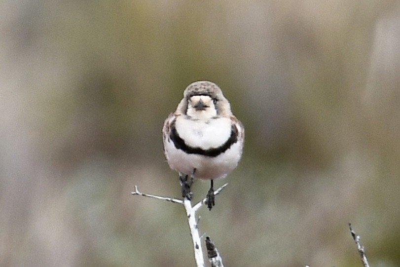 Banded Whiteface - ML594845281