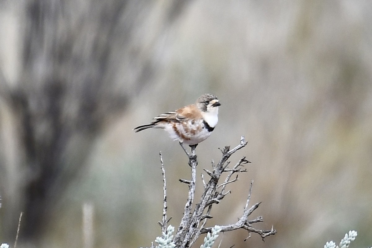 Banded Whiteface - Russell Waugh