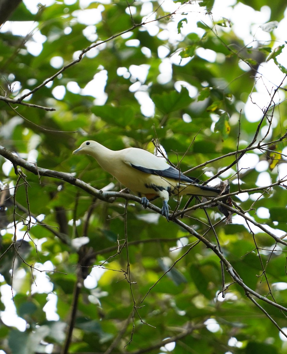 Silver-tipped Imperial-Pigeon - ML594845671