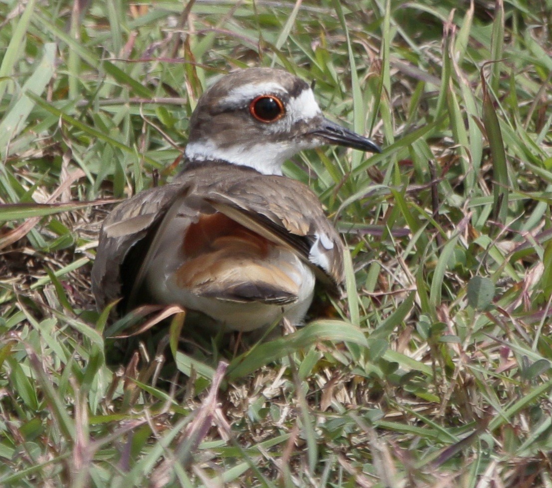 Killdeer - Wency Rosales