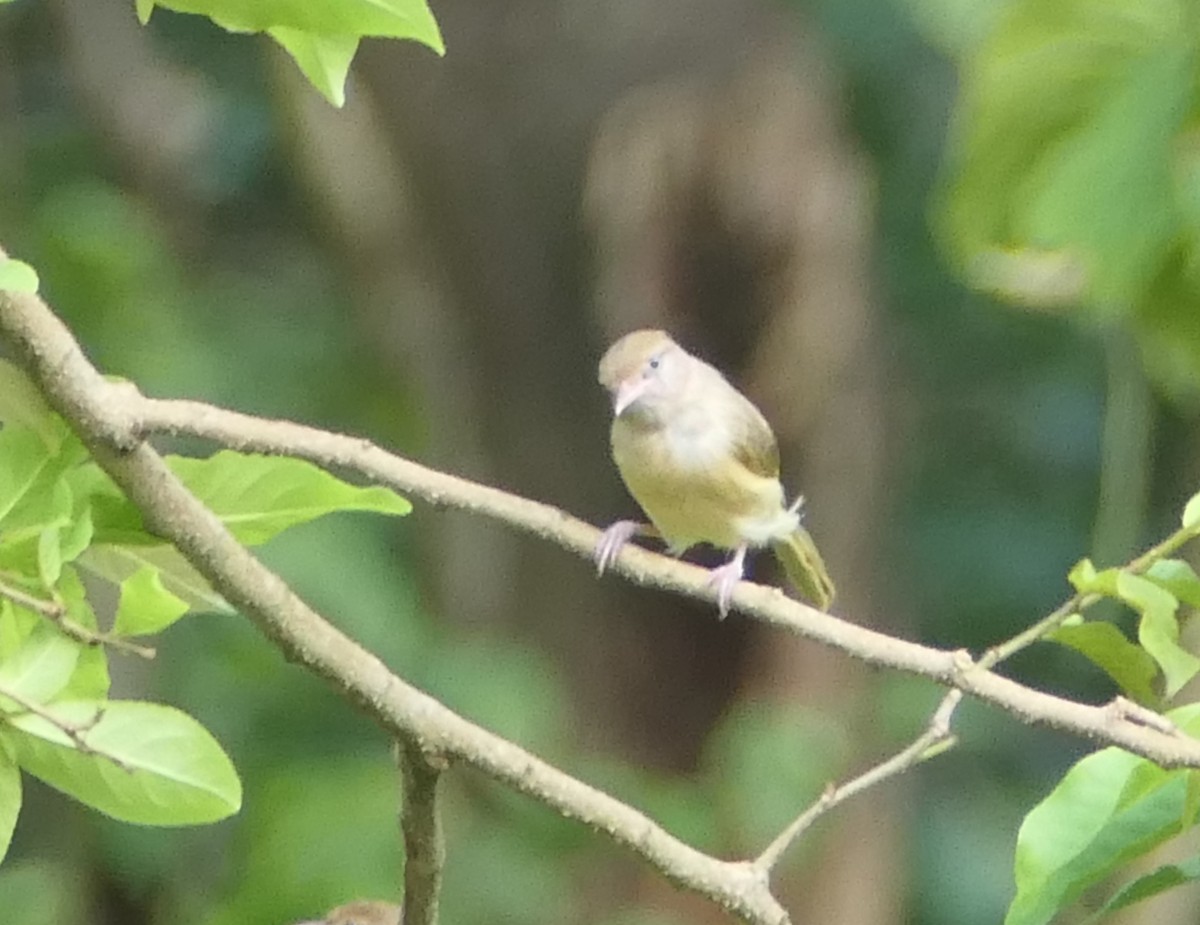 buskvireo (flavipes gr.) - ML594846521