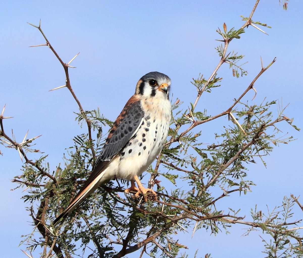 American Kestrel - ML594846711