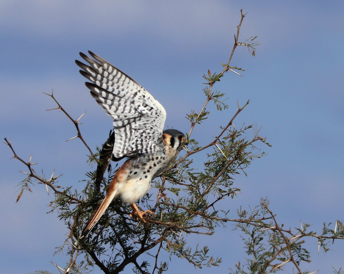 American Kestrel - ML594846721