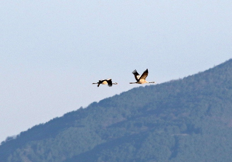 Common Crane - Dimitris  Kokkinidis