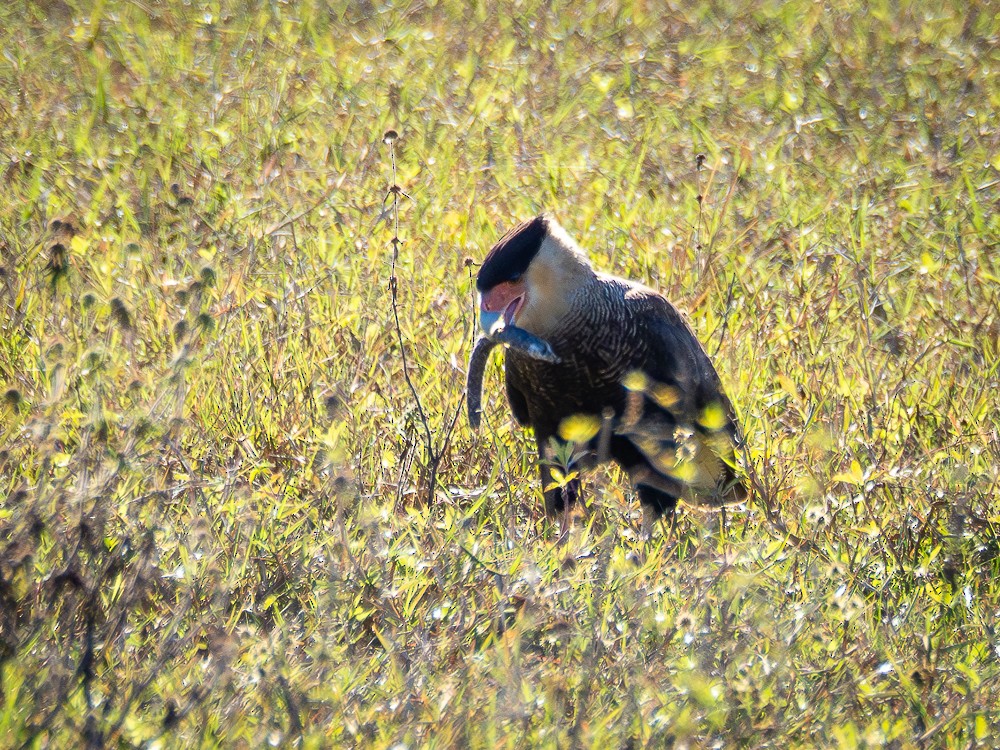 Crested Caracara - Vitor Rolf Laubé