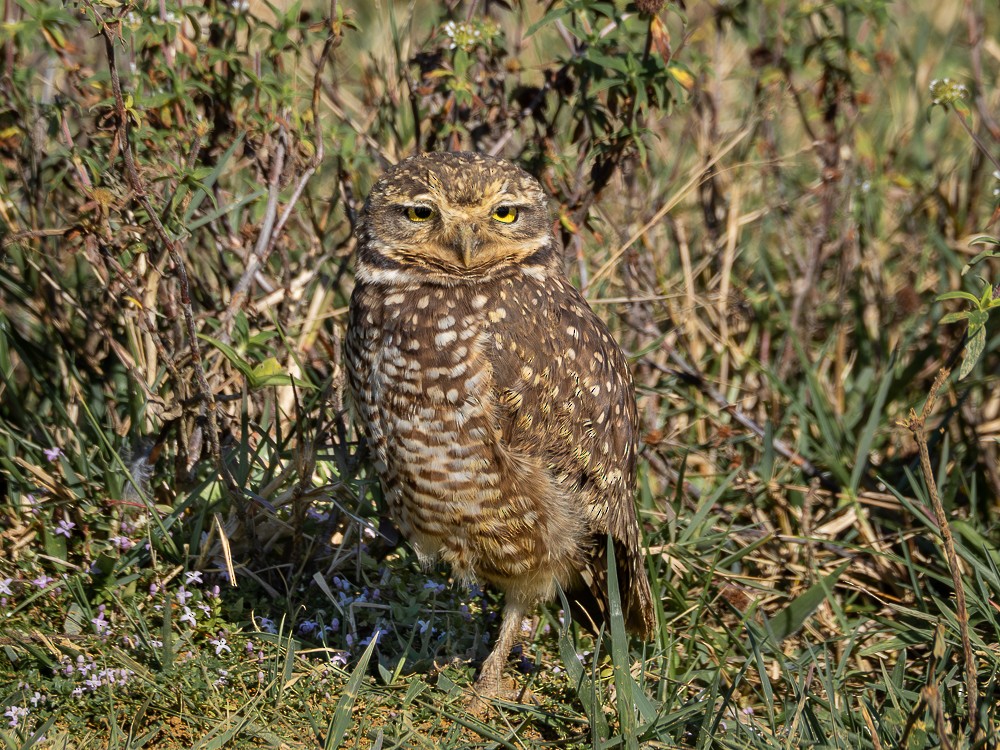 Burrowing Owl - Vitor Rolf Laubé