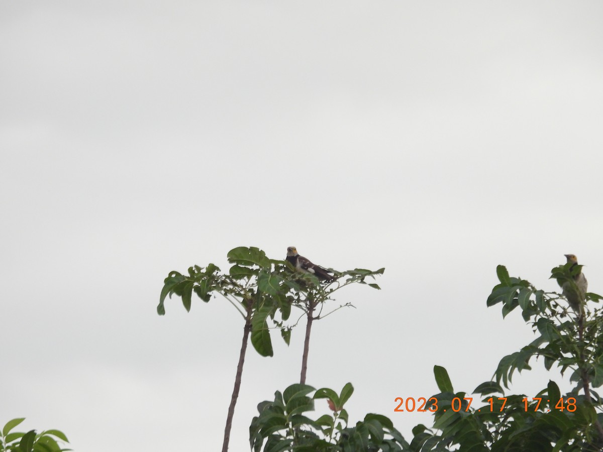 Black-collared Starling - ML594847781