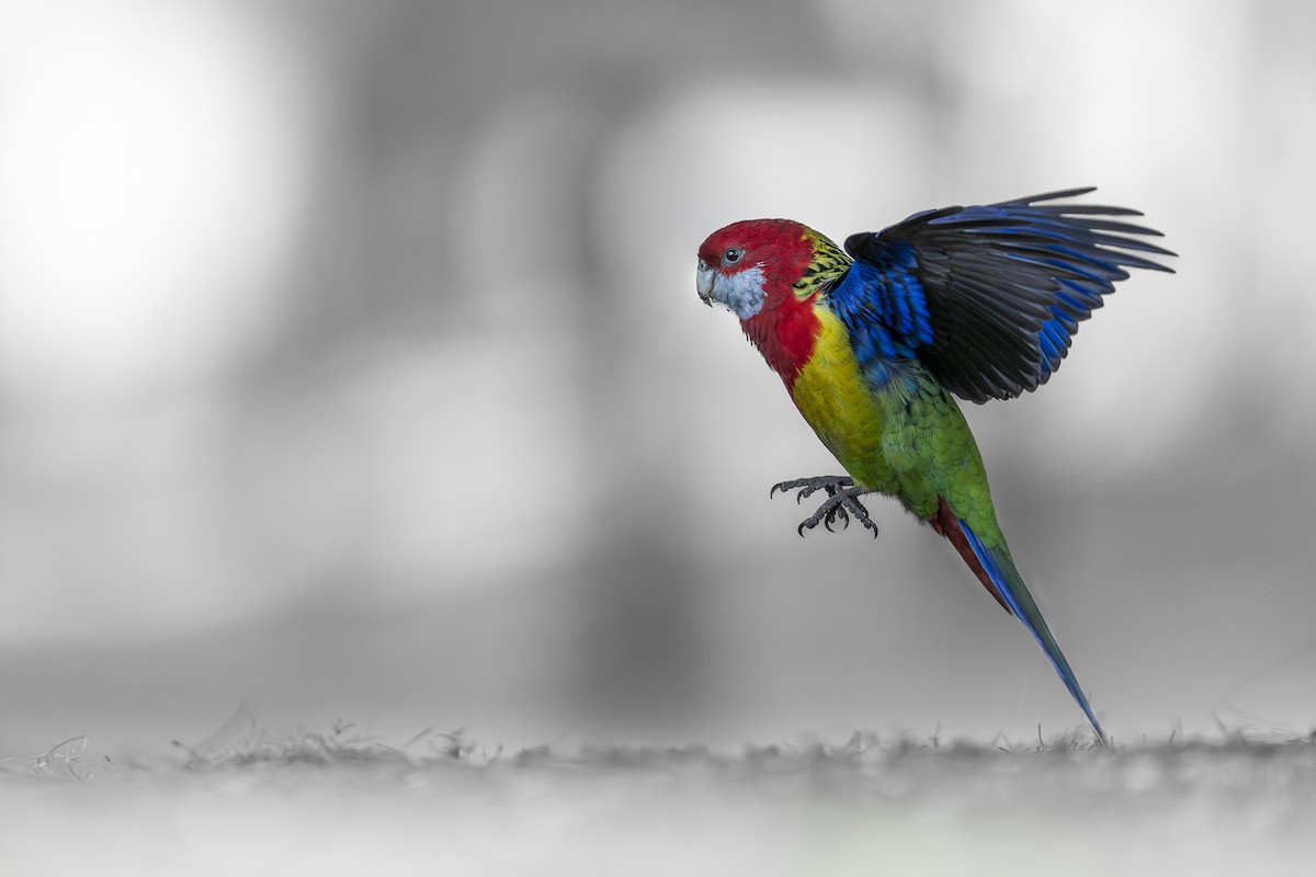 Eastern Rosella - Wasu Vidayanakorn