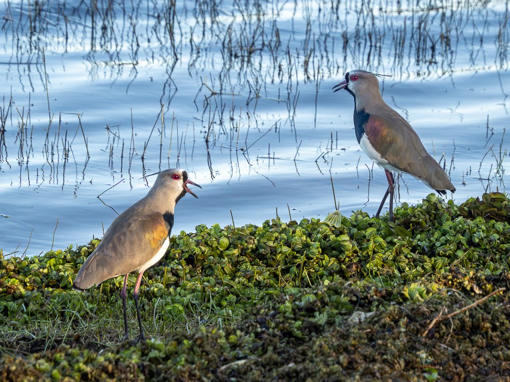 Southern Lapwing - ML594848571