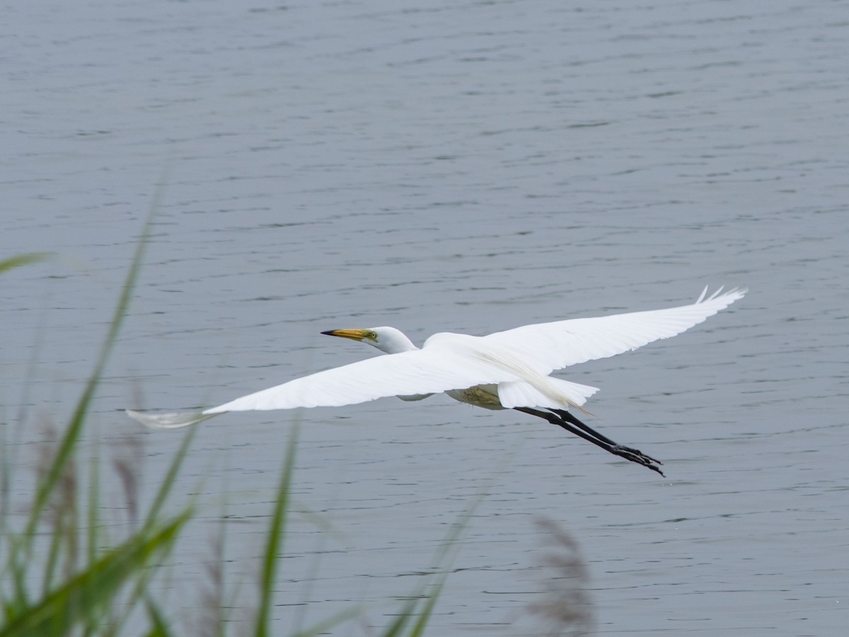 Great Egret (modesta) - ML594848611