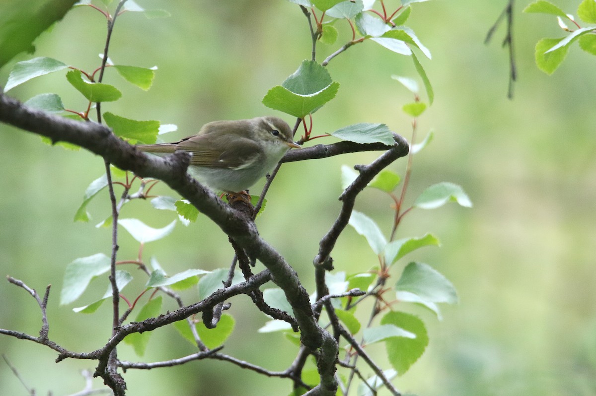 Mosquitero Boreal - ML594848661