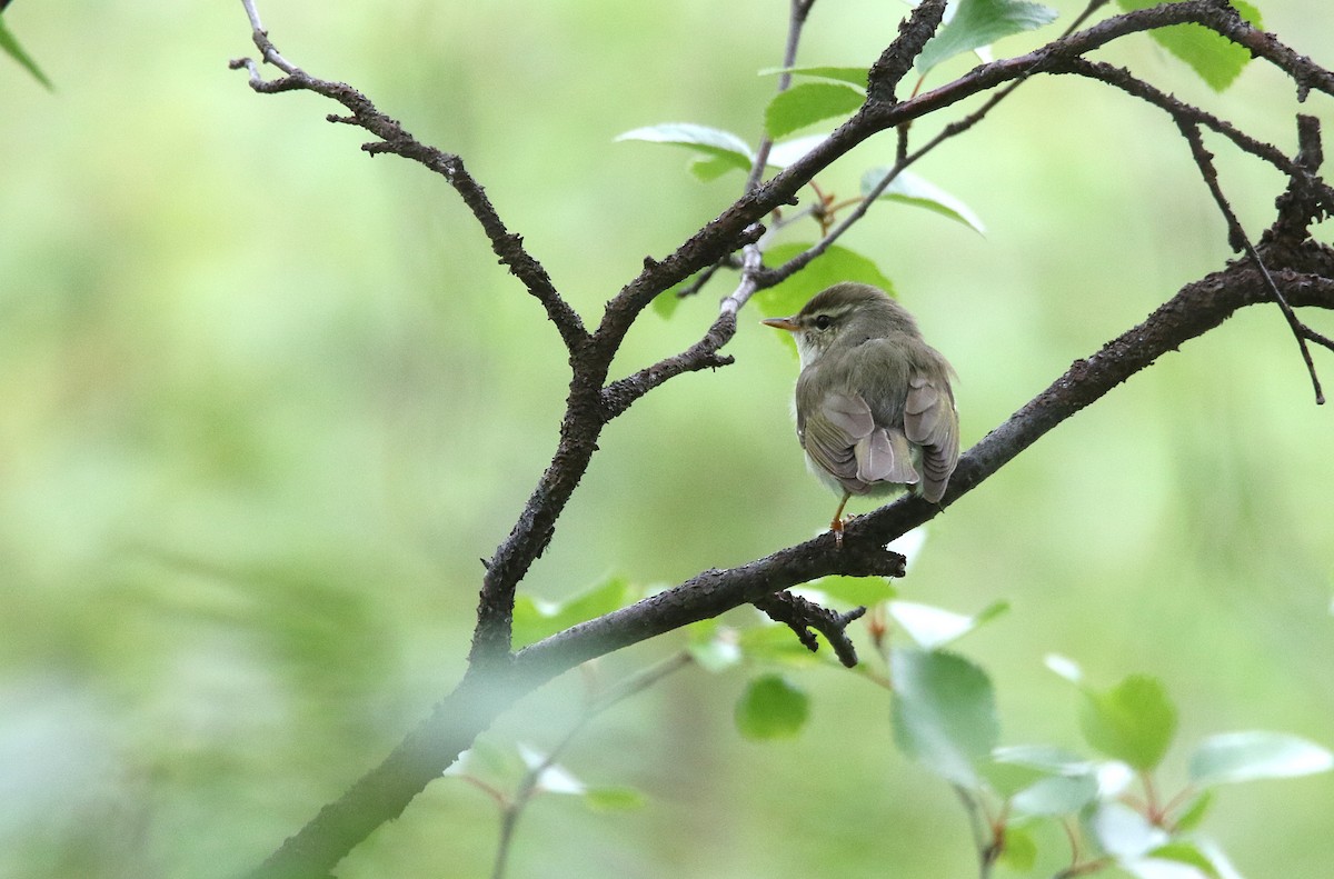 Arctic Warbler - Zbigniew Kajzer