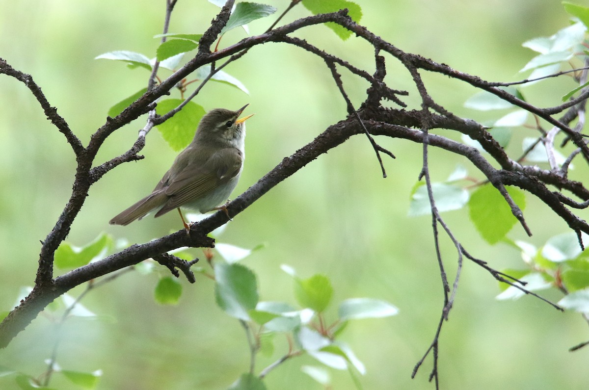 Arctic Warbler - ML594848701