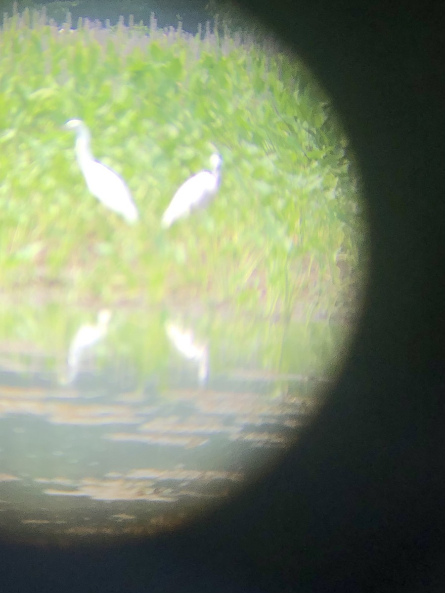 Little Blue Heron - ML594849091