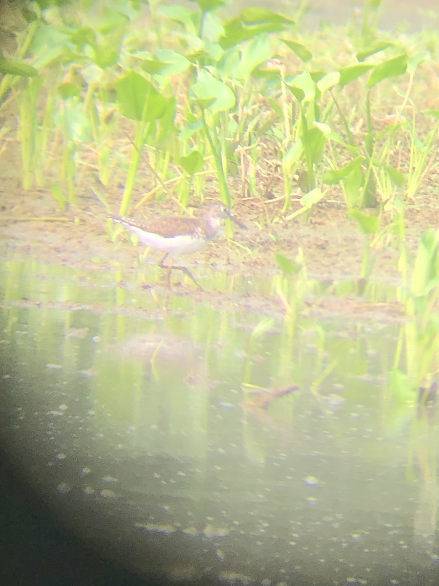 Solitary Sandpiper - ML594849221