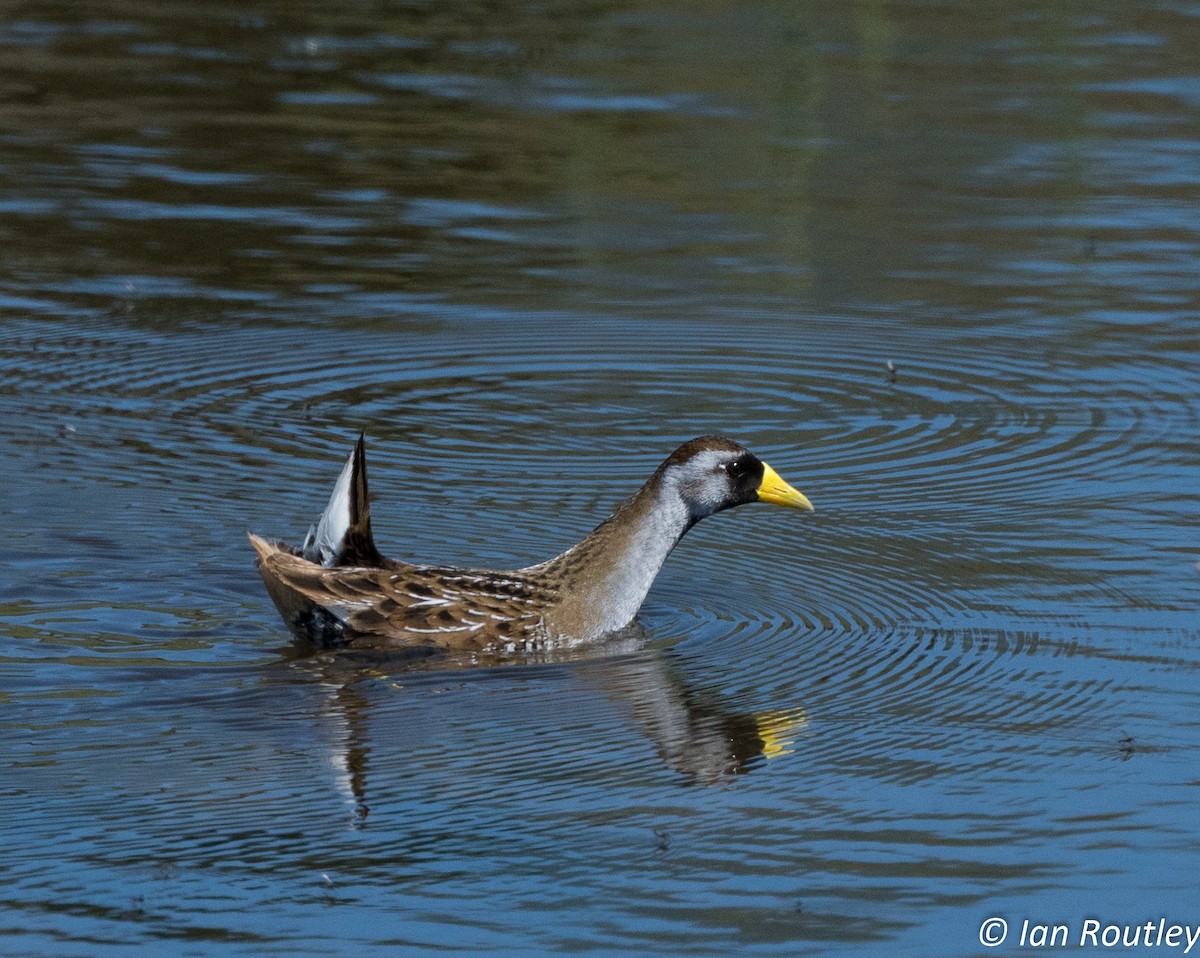 Polluela Sora - ML59485081