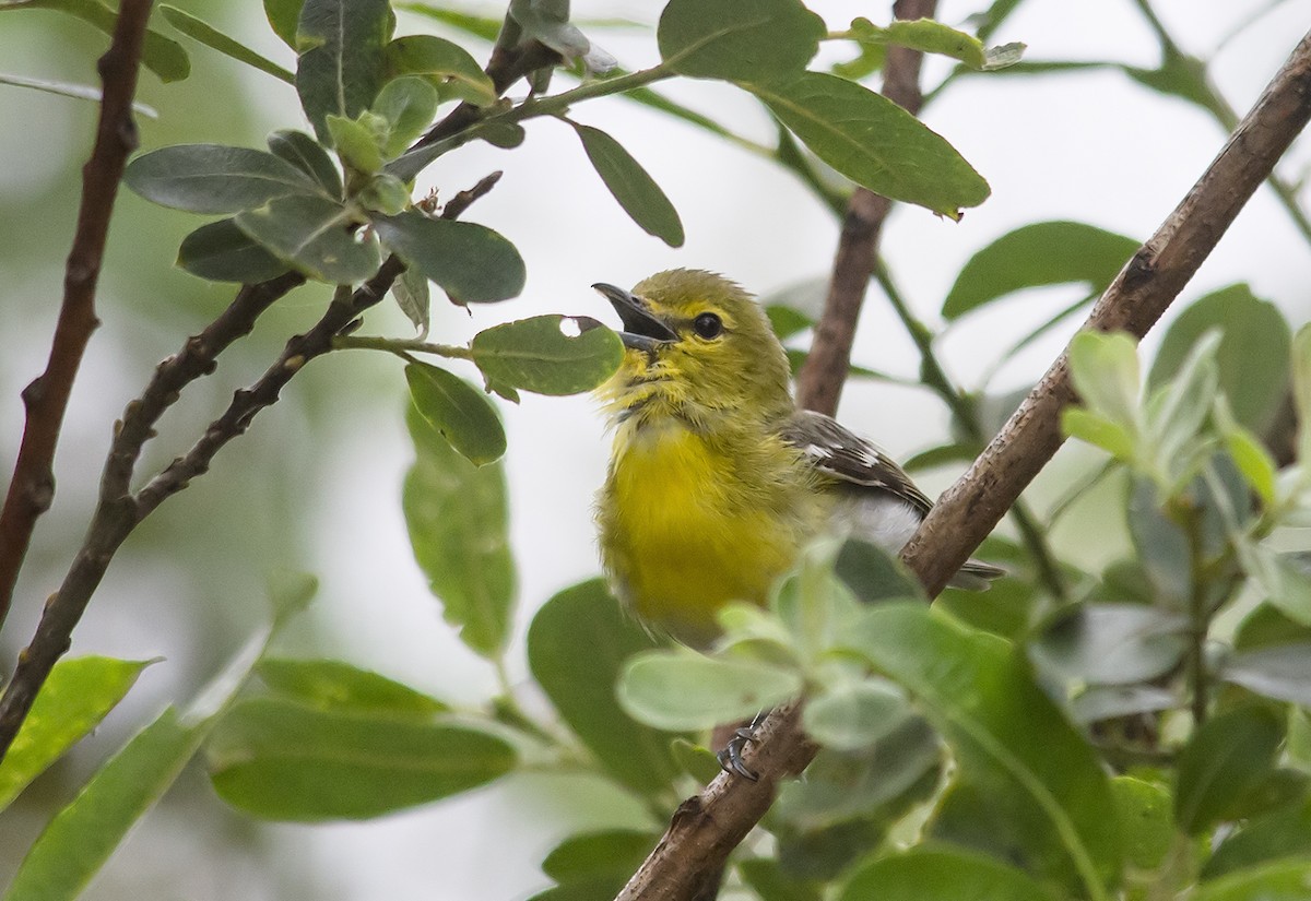 Yellow-throated Vireo - Jerry Ting