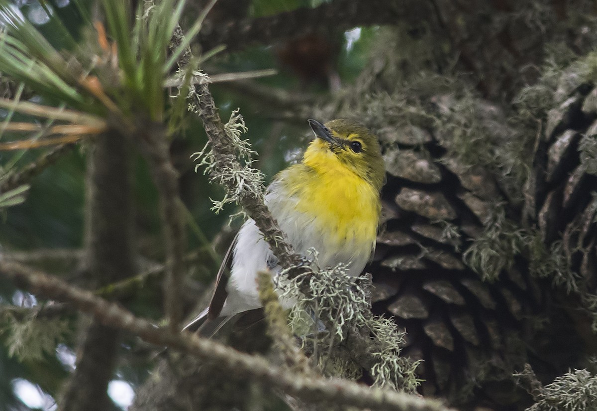 Yellow-throated Vireo - Jerry Ting