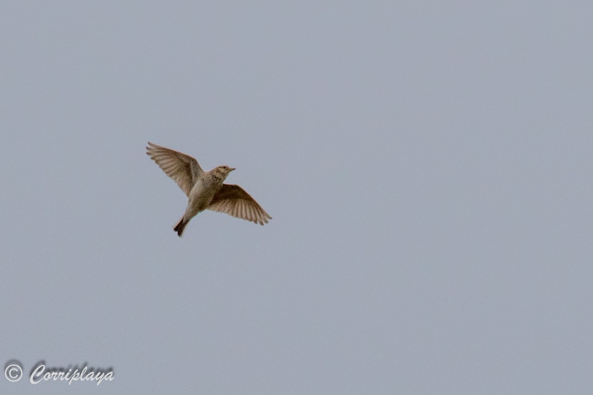 Asian Short-toed Lark - ML594852791