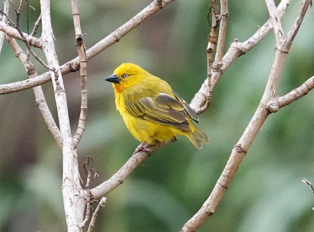 Holub's Golden-Weaver - Edurne Ugarte