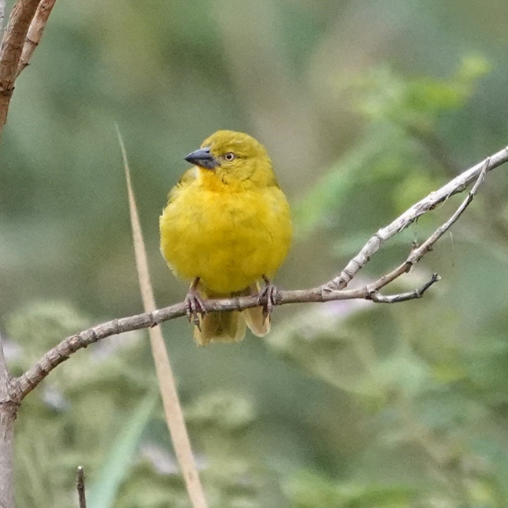 Holub's Golden-Weaver - ML594852971