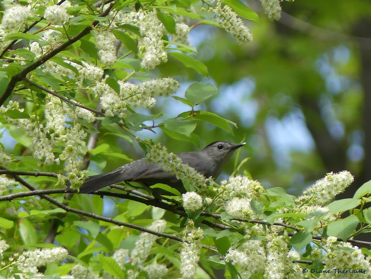 Gray Catbird - Diane Thériault