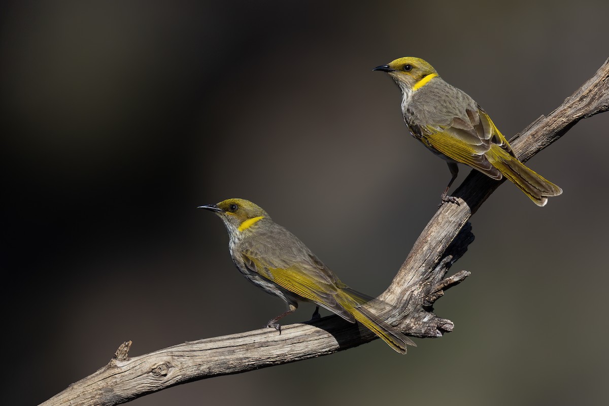 Yellow-plumed Honeyeater - ML594854021