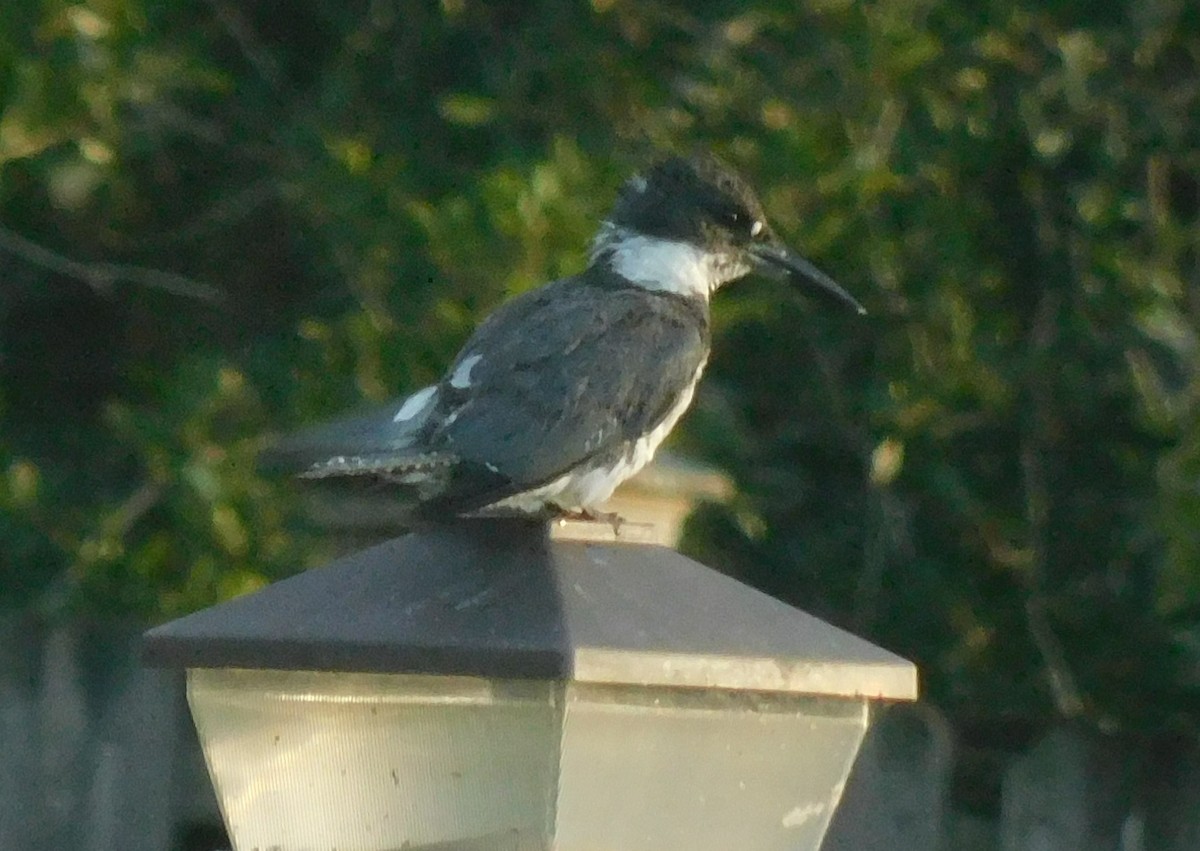Belted Kingfisher - ML594854301