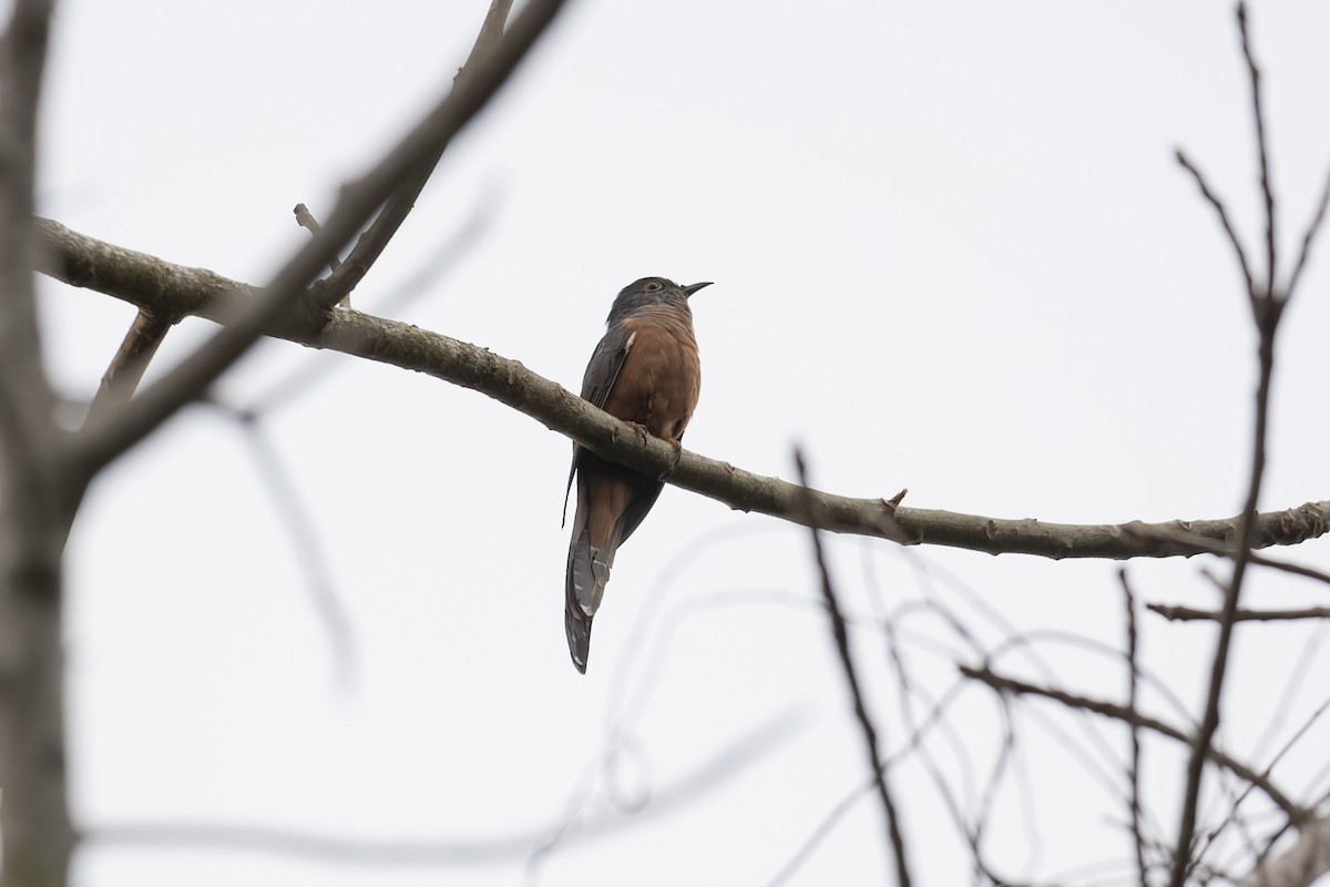 Brush Cuckoo (Sulawesi) - ML594856101