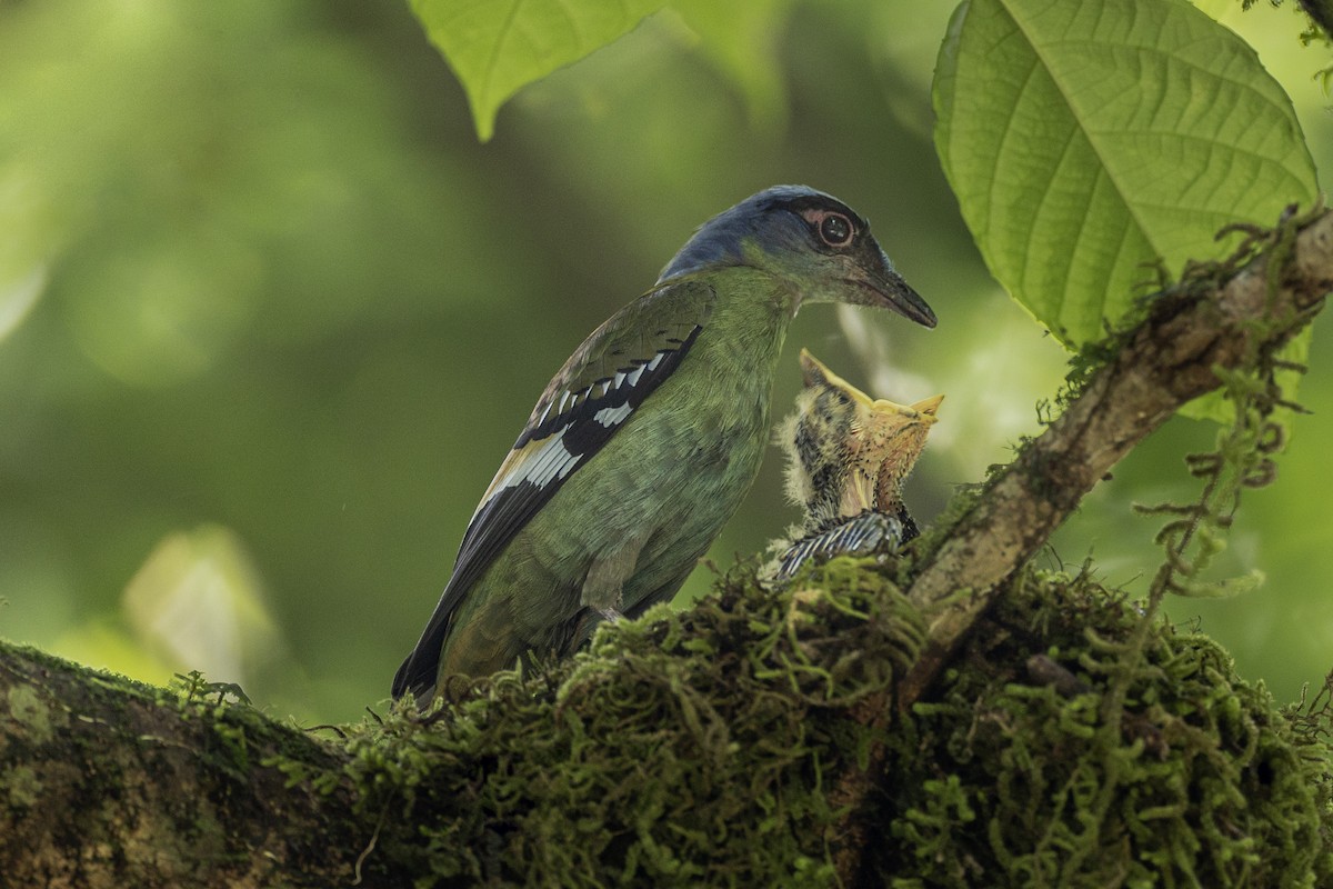 Green Cochoa - Wasu Vidayanakorn