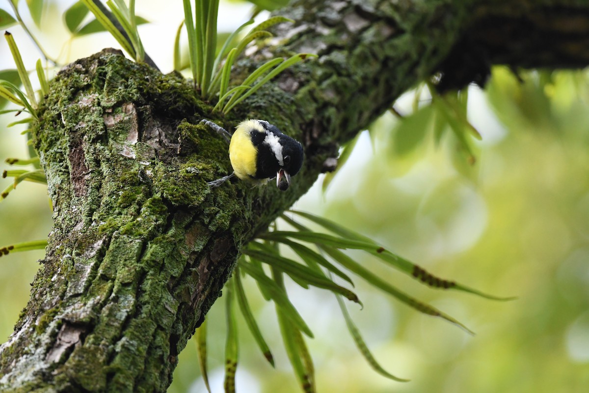 Yellow-bellied Tit - Akira Nakanishi