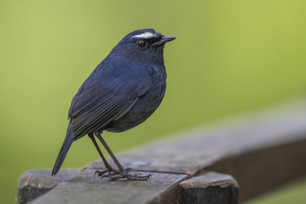 Himalayan Shortwing - Wasu Vidayanakorn