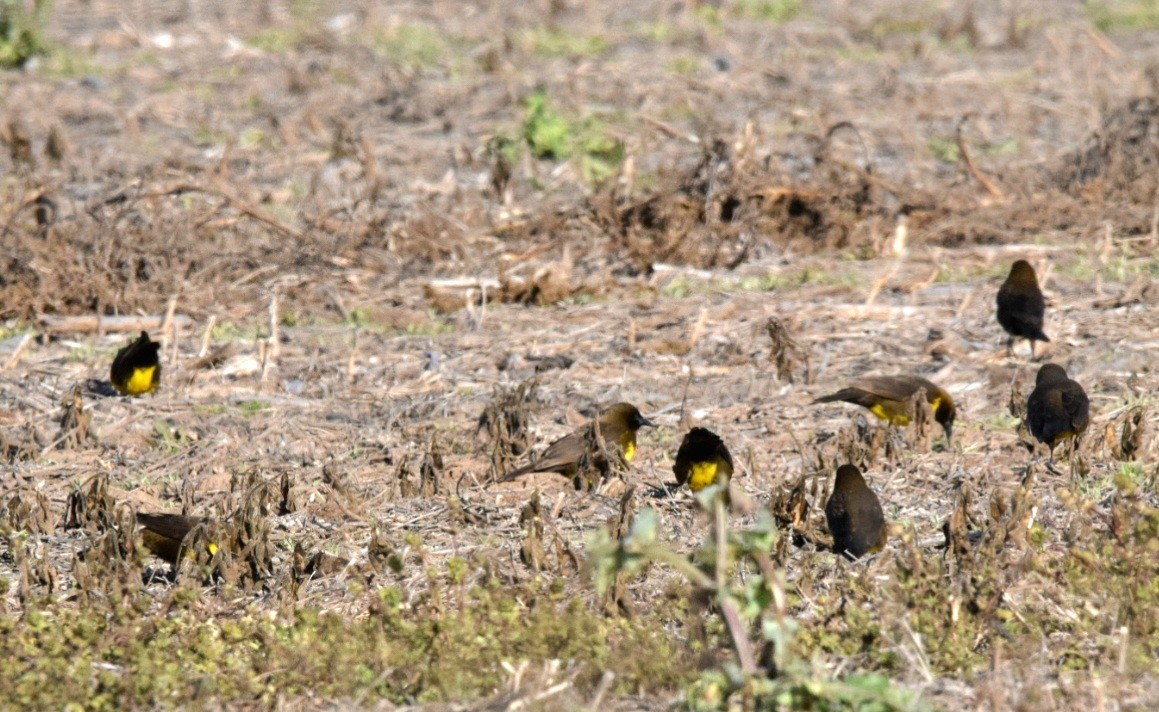 Brown-and-yellow Marshbird - Fernando Muñoz