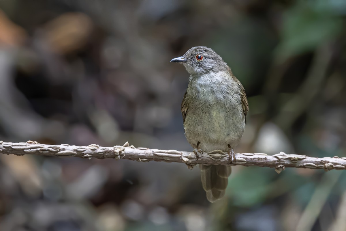 Spectacled Bulbul - Wasu Vidayanakorn