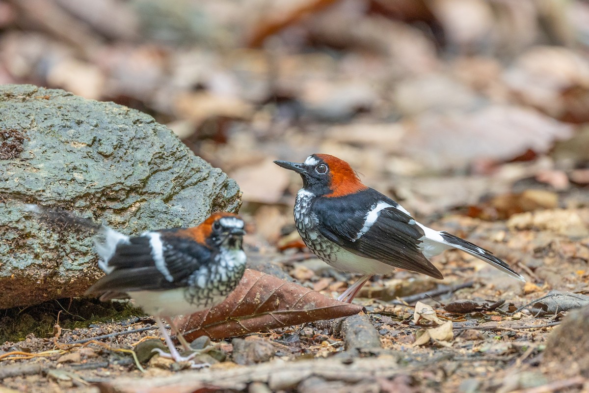 Chestnut-naped Forktail - Wasu Vidayanakorn