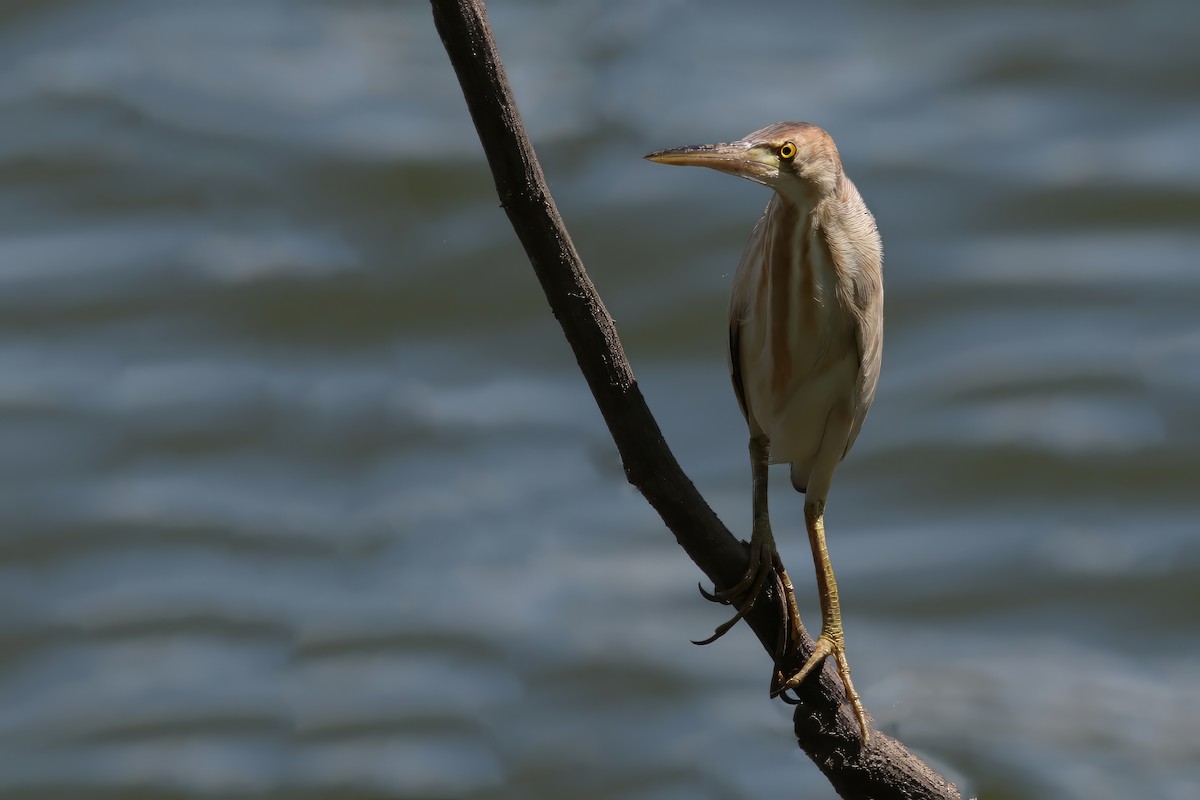 Yellow Bittern - Jens Toettrup