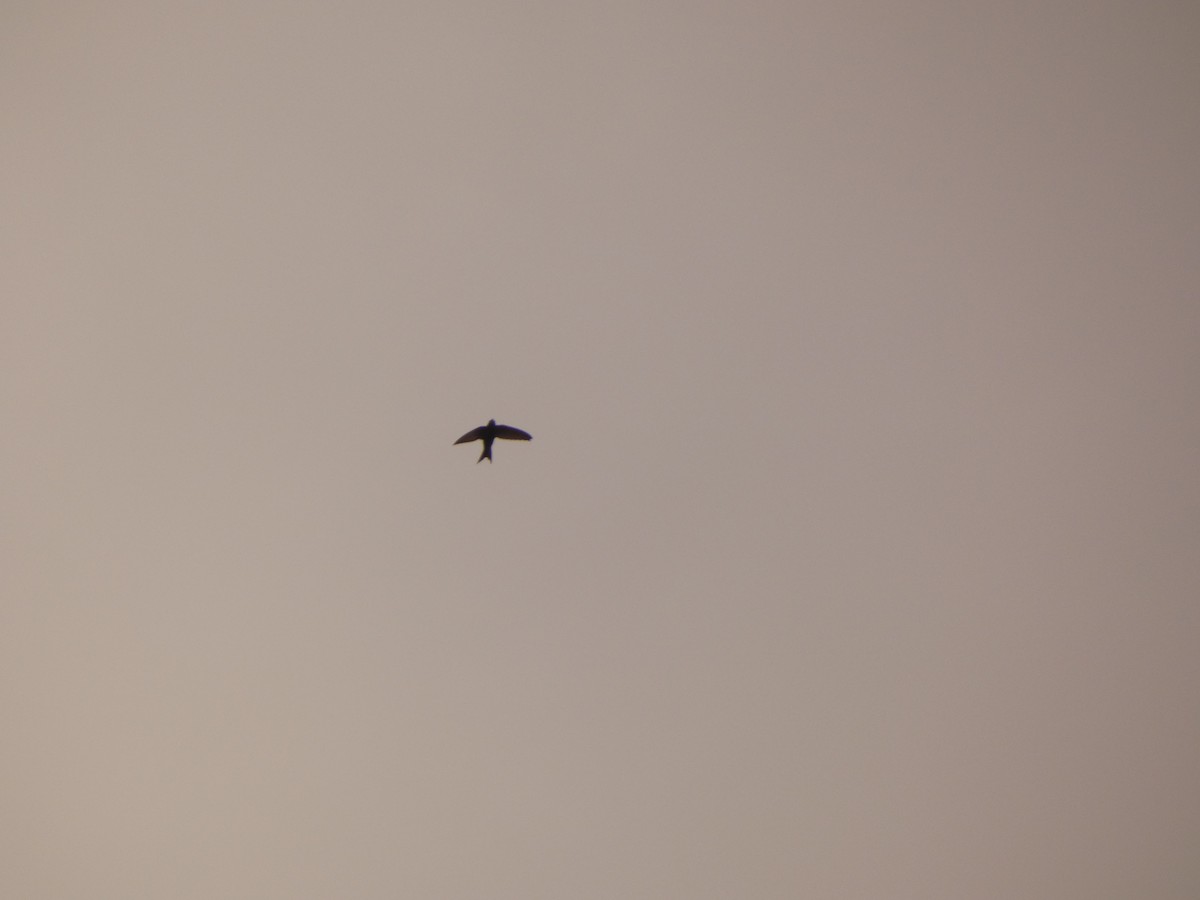 Common Swift - ML594858461