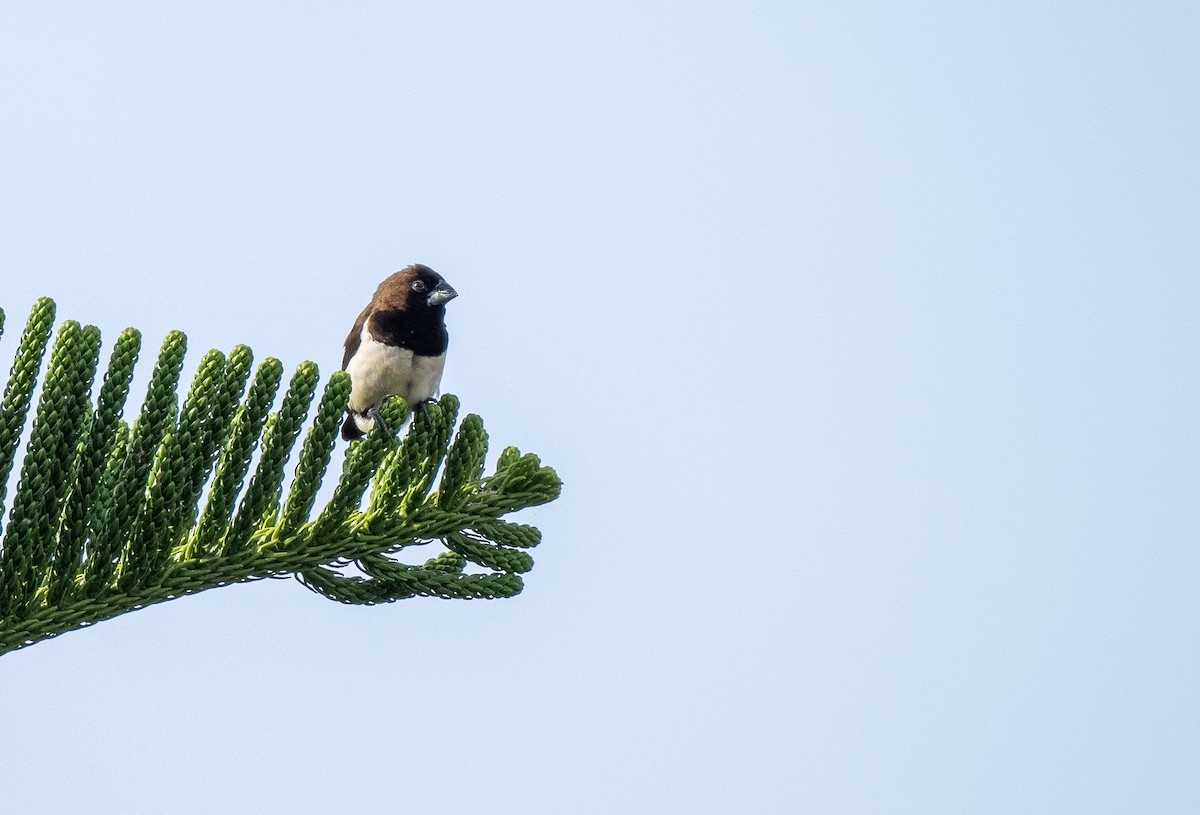 Javan Munia - ML594858581