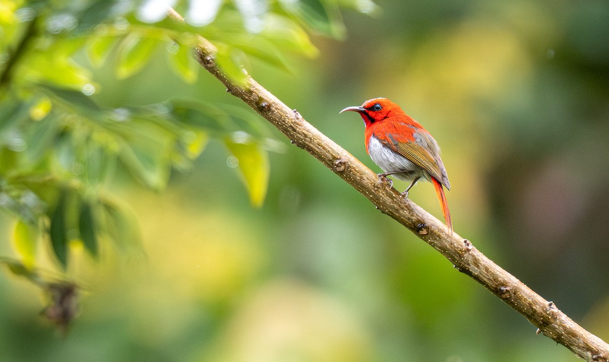 Temminck's Sunbird - ML594859611