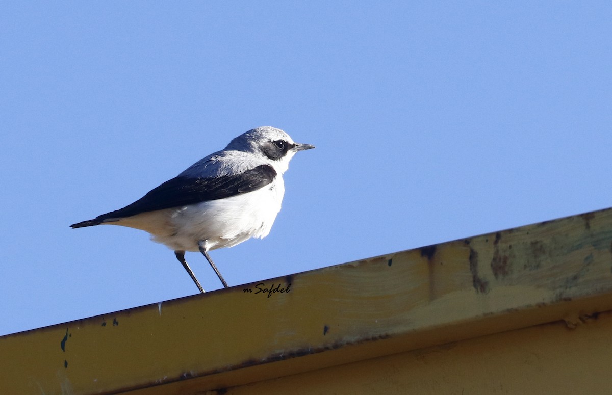 Northern Wheatear - ML594861261