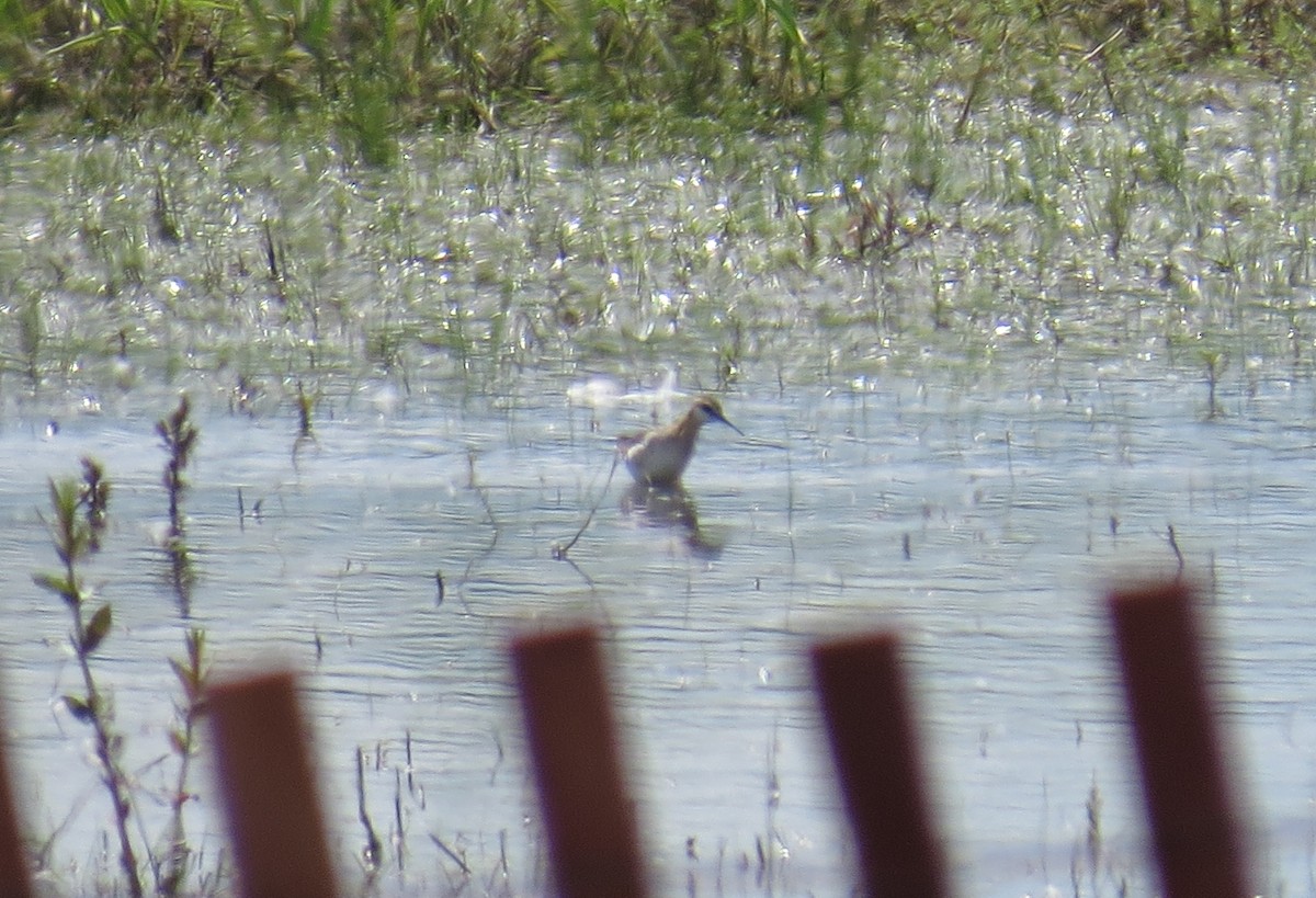 Wilson's Phalarope - ML59486251