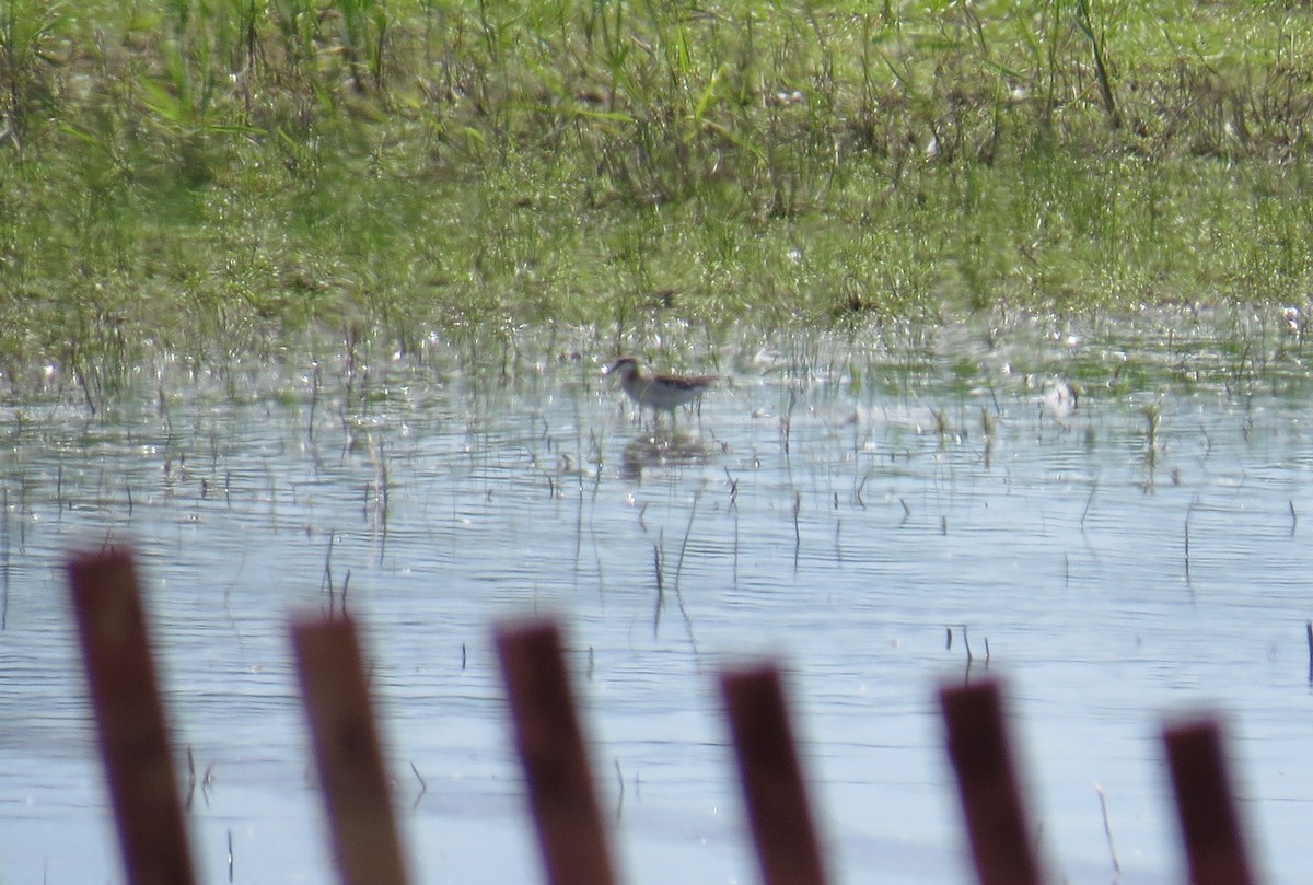 Wilson's Phalarope - ML59486261