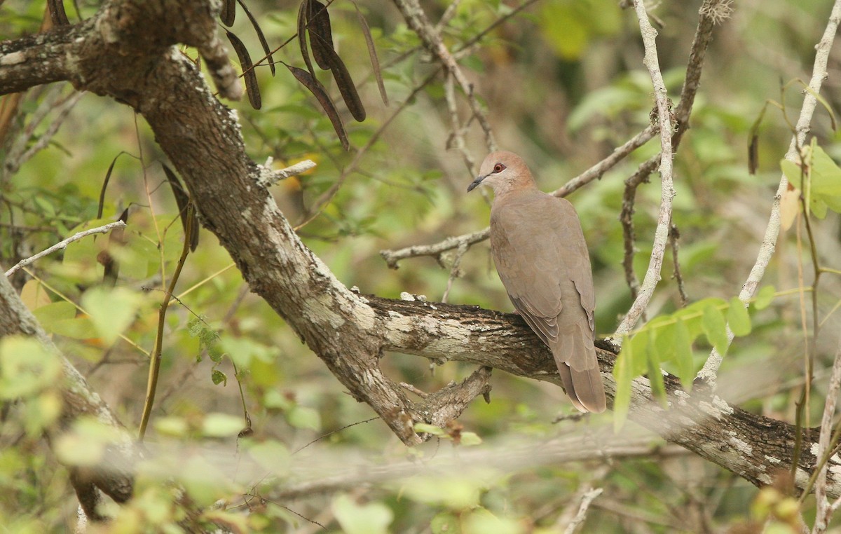 White-tipped Dove - Pajot Maxence